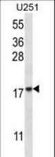 EIF1AY Antibody western blot of U251 cell line lysates (35 ug/lane). The EIF1AY antibody detected the EIF1AY protein (arrow).