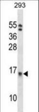 EIF1B Antibody western blot of 293 cell line lysates (35 ug/lane). The EIF1B antibody detected the EIF1B protein (arrow).