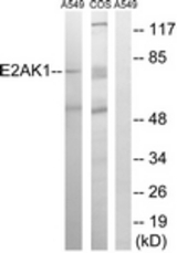 Western blot of extracts from A549/COS7 cells, using EIF2AK1 Antibody. The lane on the right is treated with the synthesized peptide.