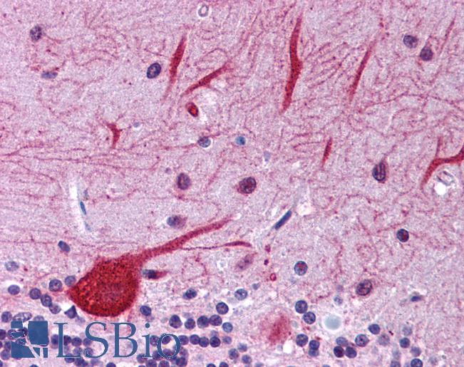Anti-EIF2AK1 antibody IHC of human brain, cerebellum. Immunohistochemistry of formalin-fixed, paraffin-embedded tissue after heat-induced antigen retrieval. Antibody LS-B4656 concentration 5 ug/ml.