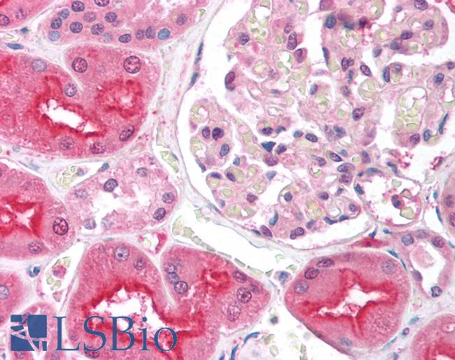 Anti-EIF2AK2 antibody IHC of human kidney. Immunohistochemistry of formalin-fixed, paraffin-embedded tissue after heat-induced antigen retrieval. Antibody LS-B1352 concentration 5 ug/ml.