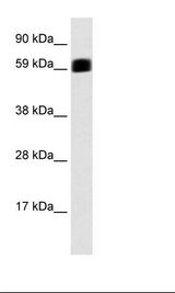 Fetal Stomach Lysate