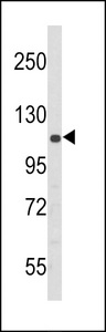 Western blot of PERK Antibody (N-term Q163) in 293 cell line lysates (35 ug/lane). PERK (arrow) was detected using the purified antibody.
