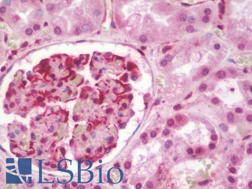 Anti-EIF2AK3 / PERK antibody IHC staining of human kidney. Immunohistochemistry of formalin-fixed, paraffin-embedded tissue after heat-induced antigen retrieval. Antibody LS-B10556 dilution 1:100.