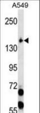 EIF2AK3 Antibody western blot of A549 cell line lysates (35 ug/lane). The EIF2AK3 antibody detected the EIF2AK3 protein (arrow).