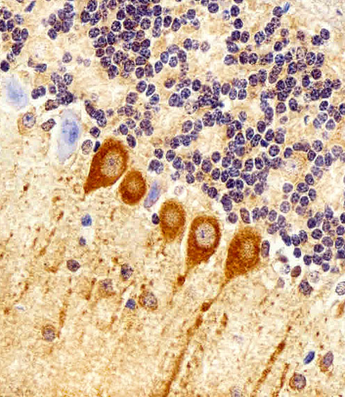 Immunohistochemical of paraffin-embedded M. cerebellum section using CHML Antibody. Antibody was diluted at 1:100 dilution. A peroxidase-conjugated goat anti-rabbit IgG at 1:400 dilution was used as the secondary antibody, followed by DAB staining.