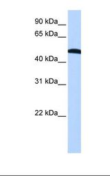 HepG2 cell lysate. Antibody concentration: 1.0 ug/ml. Gel concentration: 12%.
