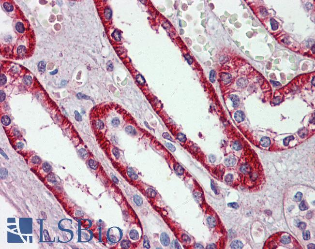 Anti-EIF3E antibody IHC of human kidney. Immunohistochemistry of formalin-fixed, paraffin-embedded tissue after heat-induced antigen retrieval. Antibody LS-B5810 concentration 5 ug/ml.
