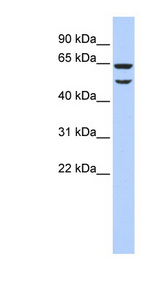 EIF3E antibody LS-B5810 Western blot of 293T cell lysate.