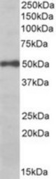 EIF3E antibody (0.03 ug/ml) staining of Daudi lysate (35 ug protein/ml in RIPA buffer). Primary incubation was 1 hour. Detected by chemiluminescence.