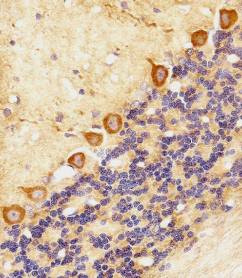 Immunohistochemical of paraffin-embedded R. cerebellum section using CHML Antibody. Antibody was diluted at 1:100 dilution. A peroxidase-conjugated goat anti-rabbit IgG at 1:400 dilution was used as the secondary antibody, followed by DAB staining.