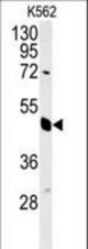 EIF3G Antibody western blot of K562 cell line lysates (35 ug/lane). The EIF3G antibody detected the EIF3G protein (arrow).