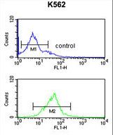 EIF3G Antibody flow cytometry of K562 cells (bottom histogram) compared to a negative control cell (top histogram). FITC-conjugated goat-anti-rabbit secondary antibodies were used for the analysis.