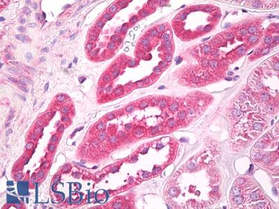 Anti-EIF3G antibody IHC of human kidney. Immunohistochemistry of formalin-fixed, paraffin-embedded tissue after heat-induced antigen retrieval. Antibody LS-B7977 dilution 10 ug/ml.