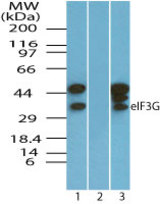 Western blot of eIF3G in Ramos cell lysate in the 1) absence and 2) presence of immunizing peptide and 3) RAW cell lysate using LS-B7977 at 0.025 ug/ml. Goat anti-rabbit Ig HRP secondary antibody, and PicoTect ECL substrate solution, were used for this test.