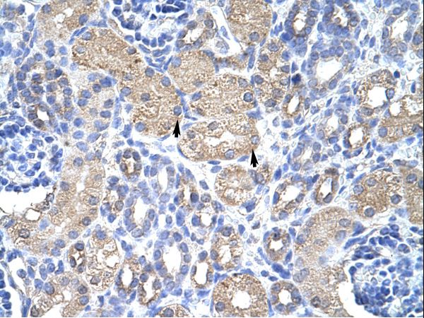 EIF3G / EIF3S4 antibody LS-C30765 was used in IHC to stain formalin-fixed, paraffin-embedded human kidney.