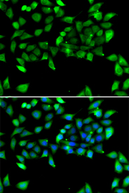 Immunofluorescence blot of U20S cell using EIF3H antibody. Blue: DAPI for nuclear staining.