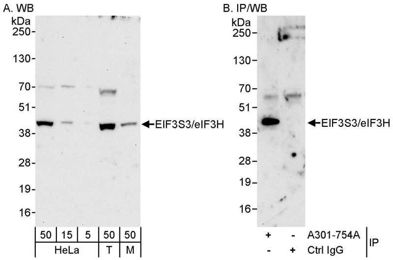 Detection of Human and Mouse eIF3H/EIF3S3 by Western Blot (h&m) and Immunoprecipitation (h). Samples: Whole cell lysate from HeLa (5, 15 and 50 ug for WB; 1 mg for IP, 20% of IP loaded), 293T (T; 50 ug), and mouse NIH3T3 (M; 50 ug) cells. Antibody: Affinity purified rabbit anti-eIF3H/EIF3S3 antibody used for WB at 0.1 ug/ml (A) and 1 ug/ml (B) and used for IP at 3 ug/mg lysate. Detection: Chemiluminescence with exposure times of 30 seconds (A and B).