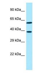 EIF3I / EIF3S2 antibody Western Blot of HeLa.