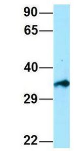 EIF3I / EIF3S2 antibody Western Blot of Human 293T. Antibody Dilution: 1.0 ug/ml. Antibody dilution: 1 ug/ml.