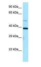 EIF3I / EIF3S2 antibody Western Blot using HepG2 cell lysate at 1.0 ug/ml..