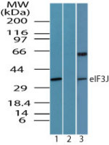 Western blot of eIF3J in 293 cell lysate in the 1) absence and 2) presence of immunizing peptide and 3) 3T3 cell lysate using LS-C148532 at 1.0 ug/ml, 1.0 ug/ml and 0.5 ug/ml, respectively. Goat anti-rabbit Ig HRP secondary antibody, and PicoTect ECL substrate solution, were used for this test.