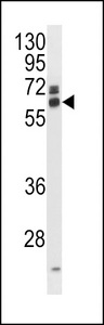 EIF3L Antibody western blot of mouse kidney tissue lysates (35 ug/lane). The EIF3L antibody detected the EIF3L protein (arrow).