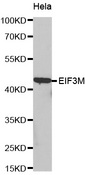 Western blot analysis of extracts of HeLa cell line, using EIF3M antibody.