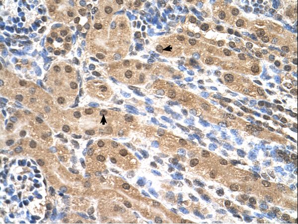 EIF3M / PCID1 antibody LS-C81209 was used in IHC to stain formalin-fixed, paraffin-embedded human kidney.