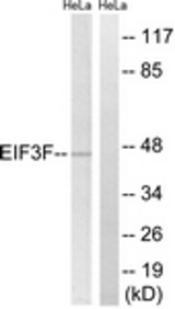 Western blot of extracts from HeLa cells, using EIF3F Antibody. The lane on the right is treated with the synthesized peptide.