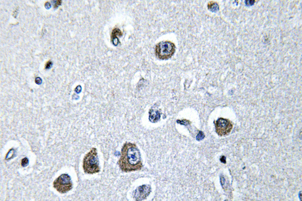 IHC of eIF3 (V116) pAb in paraffin-embedded human brain tissue.