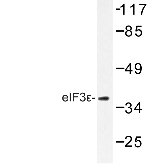 Western blot of eIF3 (V116) pAb in extracts from HepG2 cells.
