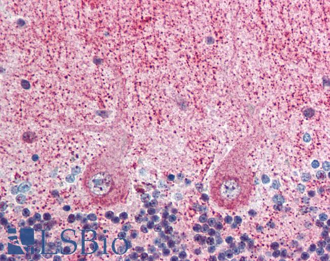 Anti-EIF3F antibody IHC of human brain, cerebellum. Immunohistochemistry of formalin-fixed, paraffin-embedded tissue after heat-induced antigen retrieval. Antibody LS-B366 concentration 5 ug/ml.