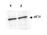 Anti-eIF3F Antibody - Western Blot. Western blot of affinity purified anti-eIF3f antibody shows detection of endogenous eIF3f in lysates from both control HeLa cells (lane 1) and HeLa cells transformed with the kinase cdk11 (lane 2). Cdk11 is responsible for phosphorylating eIF3f in vivo. After SDS-PAGE and transfer, the membrane was probed with the primary antibody diluted to 1:200. This antibody recognizes both phosphorylated and non-phosphorylated eIF3f. Personal Communication, Jiaqi Shi, Univ. Arizona, Tucson, AZ.