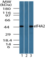 Western blot of eIF4A2 in Jurkat cell lysate in the 1) absence, 2) presence of immunizing peptide and 3) 3T3 cell lysate using LS-B7953 at 0.05 ug/ml, 0.05 ug/ml and 0.025 ug/ml, respectively.