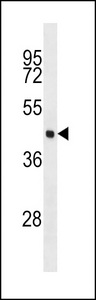 EIF4A3 Antibody western blot of MCF-7 cell line lysates (35 ug/lane). The EIF4A3 antibody detected the EIF4A3 protein (arrow).