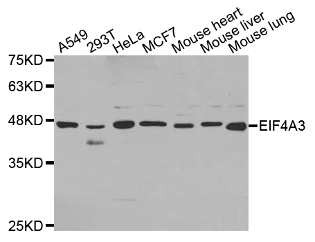 Western blot analysis of extracts of various cell lines, using EIF4A3 antibody.