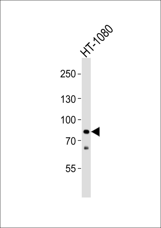 Western blot of lysate from HT-1080 cell line with CHML Antibody. Antibody was diluted at 1:1000. A goat anti-rabbit IgG H&L (HRP) at 1:5000 dilution was used as the secondary antibody. Lysate at 35 ug.