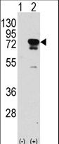 Western blot of EIF4B (arrow) using rabbit polyclonal EIF4B Antibody (S422) (RB13724). 293 cell lysates (2 ug/lane) either nontransfected (Lane 1) or transiently transfected with the EIF4B gene (Lane 2) (Origene Technologies).