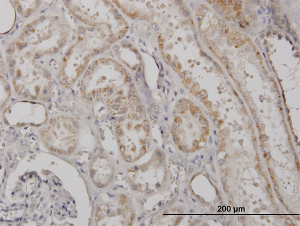 Immunoperoxidase of monoclonal antibody to CLPP on formalin-fixed paraffin-embedded human kidney. [antibody concentration 1 ug/ml]