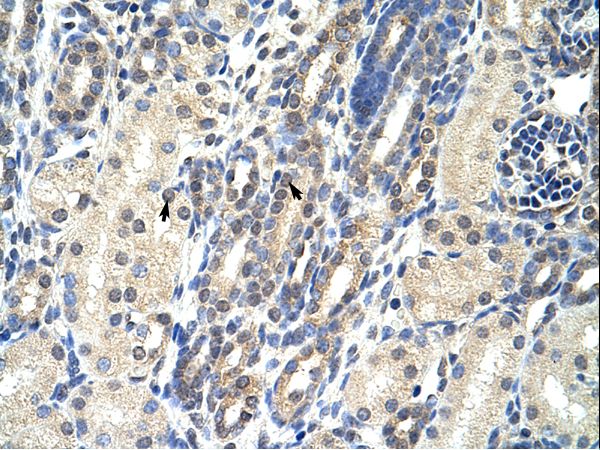 EIF4E2 antibody LS-C30653 was used in IHC to stain formalin-fixed, paraffin-embedded human kidney.