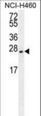 EIF4E2/MB10227 antibody western blot of NCI-H460 cell line lysates (35 ug/lane). The EIF4E2/MB10227 antibody detected the EIF4E2/MB10227 protein (arrow).