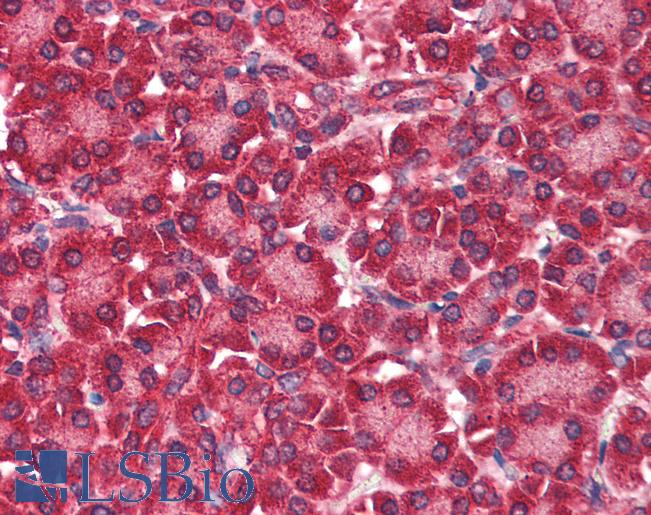 Anti-EIF4ENIF1 antibody IHC of human pancreas. Immunohistochemistry of formalin-fixed, paraffin-embedded tissue after heat-induced antigen retrieval. Antibody LS-B2288 concentration 5 ug/ml.