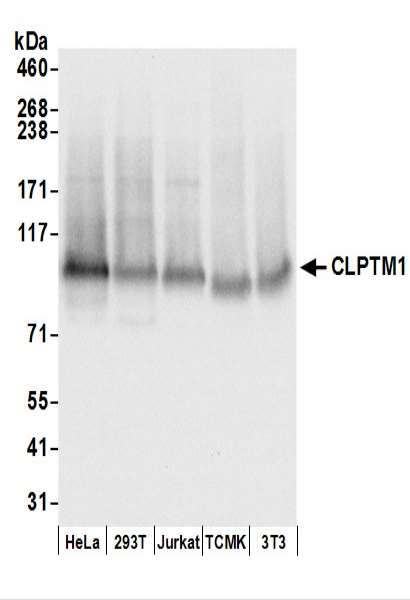 Detection of Human CLPTM1 by Western Blot. Samples: Whole cell lysate (50 ug) prepared using NETN buffer from HeLa, 293T, Jurkat, mouse TCMK-1, and mouse NIH3T3 cells. Antibodies: Affinity purified rabbit anti-CLPTM1 antibody used for WB at 0.1 ug/ml. Detection: Chemiluminescence with an exposure time of 3 seconds.