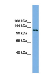 EIF4ENIF1 antibody LS-C112034 Western blot of U937 cell lysate.