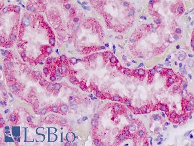 Anti-CLPTM1 antibody IHC staining of human kidney. Immunohistochemistry of formalin-fixed, paraffin-embedded tissue after heat-induced antigen retrieval.