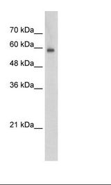 Jurkat Cell Lysate