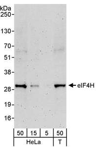 Detection of Human eIF4H by Western Blot. Samples: Whole cell lysate from HeLa (5, 15 and 50 ug) and 293T (T; 50 ug) cells. Antibodies: Affinity purified rabbit anti-eIF4H antibody used for WB at 0.04 ug/ml. Detection: Chemiluminescence with an exposure time of 3 minutes.