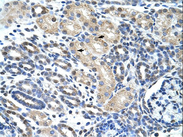 EIF4H antibody LS-C31538 was used in IHC to stain formalin-fixed, paraffin-embedded human kidney.