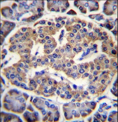 EIF4H Antibody immunohistochemistry of formalin-fixed and paraffin-embedded human pancreas tissue followed by peroxidase-conjugated secondary antibody and DAB staining.